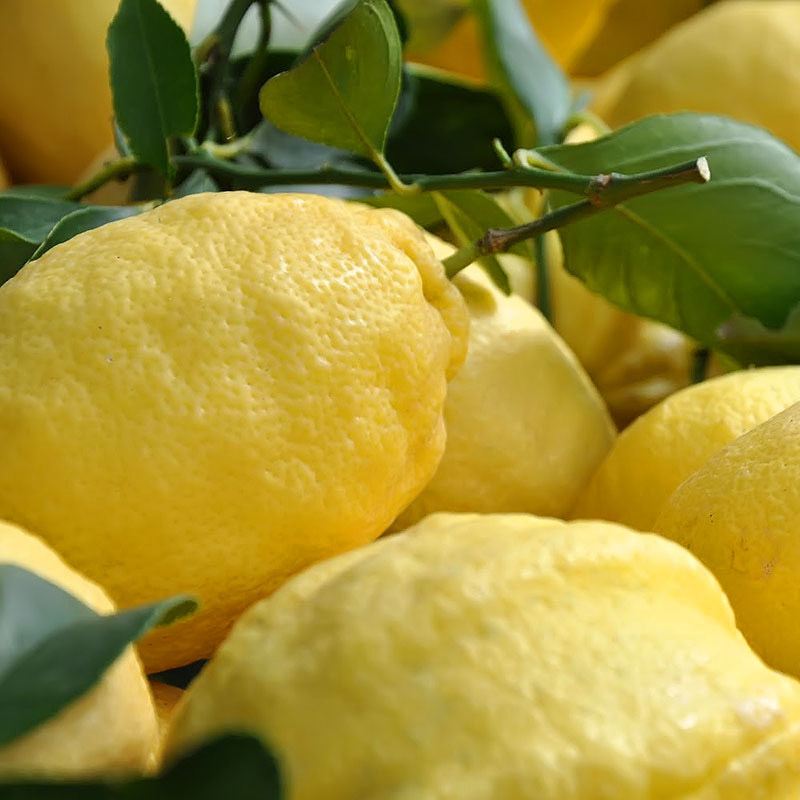 Il Limone Costa d’Amalfi IGP